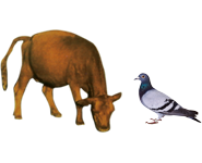 適合鳥(niǎo)類、幼崽